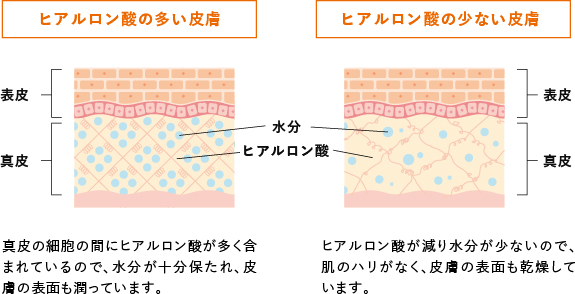 ヒアルロン酸とは？